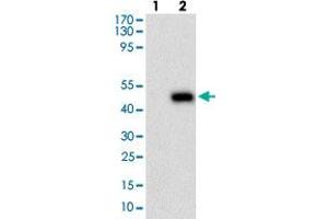 Western blot analysis of Lane 1: Negative control [HEK293 cell lysate]; Lane 2: Over-expression lysate [PLA2G12A (AA: 21-189)-hIgGFc transfected HEK293 cells] with PLA2G12A monoclonal antibody, clone 7C7C9  at 1:500-1:2000 dilution. (PLA2G12A antibody  (AA 21-189))