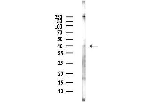anti-Mitochondrial Calcium Uniporter Regulator 1 (MCUR1) antibody