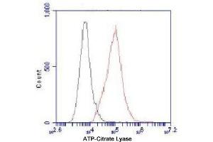 Flow Cytometry analysis of HeLa cells stained with ATP-Citrate Lyase (red, 1/100 dilution), followed by FITC-conjugated goat anti-mouse IgG. (ACLY antibody  (C-Term))