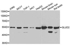 Western blot analysis of extracts of various cell lines, using GLUD2 antibody. (GLUD2 antibody  (AA 319-558))