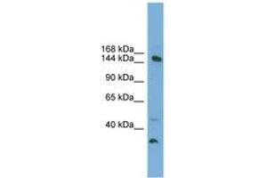 Image no. 1 for anti-Mediator Complex Subunit 14 (MED14) (AA 575-624) antibody (ABIN6745238)