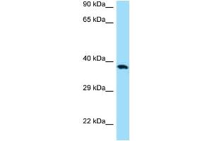 Western Blotting (WB) image for anti-CD276 (CD276) (C-Term) antibody (ABIN970333) (CD276 antibody  (C-Term))