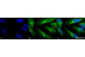 Immunocytochemistry/Immunofluorescence analysis using Rabbit Anti-BVR Polyclonal Antibody . (Biliverdin Reductase antibody  (HRP))