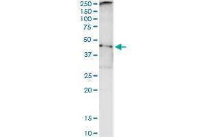 Immunoprecipitation of TARBP2 transfected lysate using anti-TARBP2 monoclonal antibody and Protein A Magnetic Bead , and immunoblotted with TARBP2 purified MaxPab rabbit polyclonal antibody. (TARBP2 antibody  (AA 1-366))