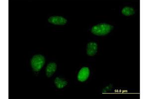 Immunofluorescence of purified MaxPab antibody to SUB1 on HeLa cell. (SUB1 antibody  (AA 1-127))