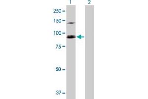 Western Blot analysis of SFMBT1 expression in transfected 293T cell line by SFMBT1 MaxPab polyclonal antibody. (SFMBT1 antibody  (AA 1-866))