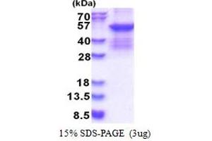 SDS-PAGE (SDS) image for Serpin Family C Member 1 (SERPINC1) (AA 33-464) protein (His tag) (ABIN5853560)