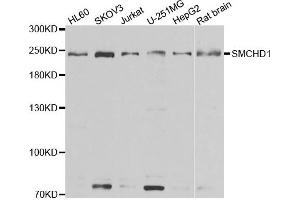 Western blot analysis of extracts of various cell lines, using SMCHD1 antibody. (SMCHD1 antibody)
