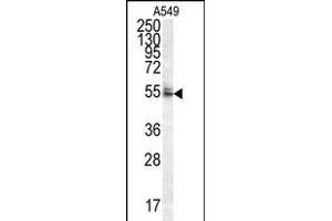 WDR32 Antibody (N-term) (ABIN654593 and ABIN2844292) western blot analysis in A549 cell line lysates (35 μg/lane).