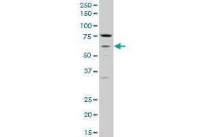 CHRM3 polyclonal antibody (A01), Lot # 051011JC01 Western Blot analysis of CHRM3 expression in PC-12 . (CHRM3 antibody  (AA 1-67))