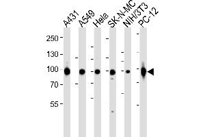 Western blot analysis of lysates from A431, A549, Hela, SK-N-MC, mouse NIH/3T3, rat PC-12 cell line (from left to right), using HSP90 Antibody (C-term) (ABIN6243456 and ABIN6577428). (HSP90 antibody  (C-Term))