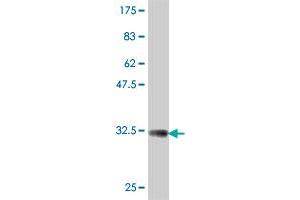 Western Blot detection against Immunogen (32. (COX15 antibody  (AA 92-152))
