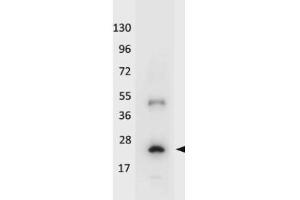 Western blot using HRP conjugated anti-Human IL-32A antibody shows detection of a band ~19 kDa in size corresponding to recombinant human IL-32A.