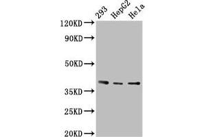 Western Blot Positive WB detected in: 293 whole cell lysate, HepG2 whole cell lysate, Hela whole cell lysate All lanes: PTGR2 antibody at 3.