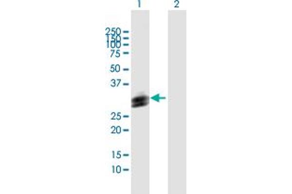 HLA-DOB antibody  (AA 1-273)