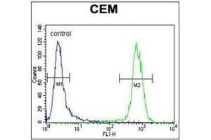 Flow cytometric analysis of CEM cells using PON1 Antibody (Center) Cat. (PON1 antibody  (Middle Region))