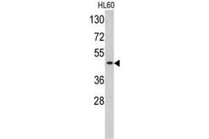 Western blot analysis of TBP antibody (C-term) in HL60 cell line lysates (35ug/lane).