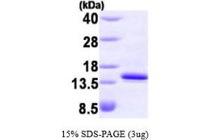 SDS-PAGE (SDS) image for FK506 Binding Protein 1A, 12kDa (FKBP1A) (AA 1-108) protein (His tag) (ABIN666754)
