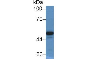 Western Blot; Sample: Human Serum; Primary Ab: 2µg/mL Rabbit Anti-Human PON1 Antibody Second Ab: 0. (PON1 antibody  (AA 35-206))