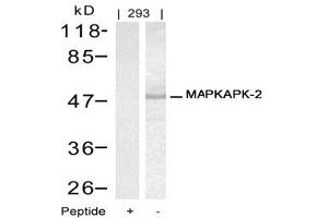 Image no. 1 for anti-Mitogen-Activated Protein Kinase-Activated Protein Kinase 2 (MAPKAPK2) (Thr334) antibody (ABIN197584) (MAPKAP Kinase 2 antibody  (Thr334))