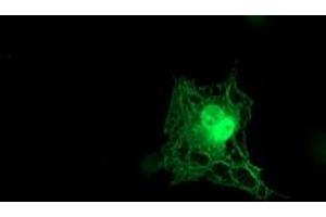 Anti-TMOD1 mouse monoclonal antibody (ABIN2454775) immunofluorescent staining of COS7 cells transiently transfected by pCMV6-ENTRY TMOD1 (RC201134). (Tropomodulin 1 antibody)