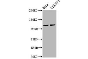 Western Blot Positive WB detected in: Hela whole cell lysate, NIH/3T3 whole cell lysate All lanes: MKL2 antibody at 4. (MKL2 antibody  (AA 164-313))