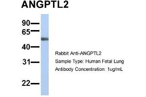 Host: Rabbit Target Name: SLC13A3 Sample Type: Human Fetal Lung Antibody Dilution: 1. (ANGPTL2 antibody  (N-Term))