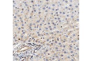 Immunohistochemistry of paraffin embedded rat liver using MAL2 (ABIN7074549) at dilution of 1: 700 (400x lens)