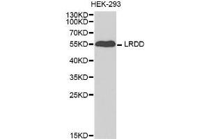 Western blot analysis of extracts of HEK-293 cell line, using PIDD1 antibody.