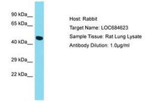 Image no. 1 for anti-G Protein-Coupled Receptor 52 (GPR52) (AA 165-202) antibody (ABIN6750489) (GPR52 antibody  (AA 165-202))