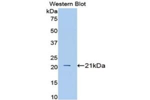 Western Blotting (WB) image for anti-Interleukin 1 alpha (IL1A) (AA 98-266) antibody (ABIN1172167) (IL1A antibody  (AA 98-266))