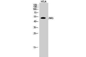 Western Blotting (WB) image for anti-Mitogen-Activated Protein Kinase 10 (MAPK10) (C-Term) antibody (ABIN3185272) (MAPK10 antibody  (C-Term))