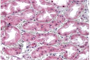 Human Kidney (formalin-fixed, paraffin-embedded) stained with GPC4 antibody ABIN351425 at 5-10 ug/ml followed by biotinylated goat anti-rabbit IgG secondary antibody ABIN481713, alkaline phosphatase-streptavidin and chromogen. (GPC4 antibody  (Internal Region))