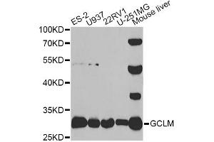 Western blot analysis of extracts of various cell lines, using GCLM antibody (ABIN5973059) at 1/1000 dilution. (GCLM antibody)