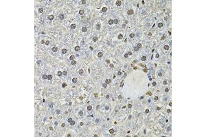 Immunohistochemistry of paraffin-embedded mouse liver using IFI16 Antibody. (IFI16 antibody)