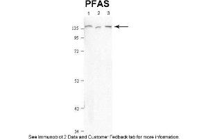 Sample Type: 1. (PFAS antibody  (N-Term))