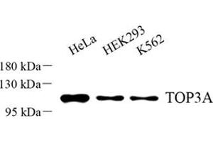 Western blot analysis of TOP3A (ABIN7075939) at dilution of 1: 500 (TOP3A antibody)