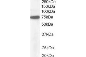 ABIN185140 (1µg/ml) staining of Hela lysate (35µg protein in RIPA buffer).