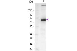 Western Blot of Alkaline Phosphatase Conjugated Goat Anti-Monkey IgM (mu chain) Secondary Antibody. (Goat anti-Monkey IgM (Chain mu) Antibody (Alkaline Phosphatase (AP)) - Preadsorbed)