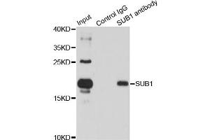Immunoprecipitation analysis of 150 μg extracts of HL60 cells using 3 μg SUB1 antibody (ABIN5974252). (SUB1 antibody)