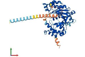 AlphaFold protein structure predicition of Mouse Recombinant Galntl5 Protein, UniprotID Q9D4M9 (GALNTL5 Protein (AA 1-431) (His tag))