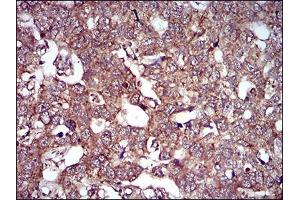 Immunohistochemistry (IHC) image for anti-Caveolin 2 (CAV2) (AA 1-86) antibody (ABIN5542304)