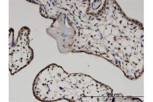Immunoperoxidase of monoclonal antibody to MYCBP on formalin-fixed paraffin-embedded human placenta. (MYCBP antibody  (AA 1-103))