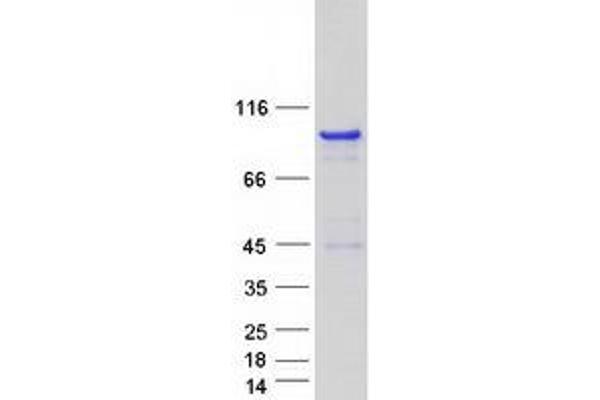 RAB11FIP4 Protein (Myc-DYKDDDDK Tag)