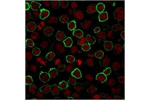 Immunofluorescent staining of K562 cells. (Recombinant CD43 antibody)