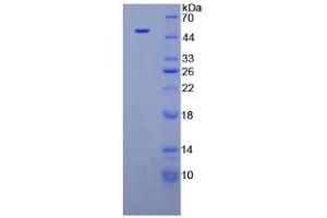 SDS-PAGE analysis of Dog Interferon alpha Protein.