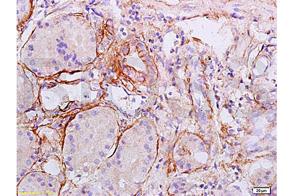 COL2 antibody  (AA 1201-1300)