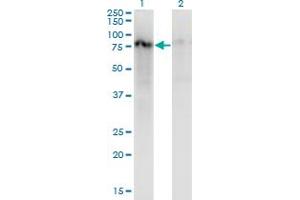 Western Blot analysis of ZNF41 expression in transfected 293T cell line by ZNF41 monoclonal antibody (M07), clone 2F3.