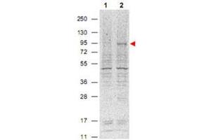 Western blot using Stat5a (phospho Y694) monoclonal antibody, clone 5F6.