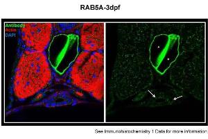 Sample type: zebra gut epithelial cellsGreen: primaryRed: actinBlue: DAPIPrimary dilution: 1:5000Secondary Dilution: 1:300Image Submitted by: Michel BagnatDuke University Medical Center . (RAB5 antibody  (Middle Region))